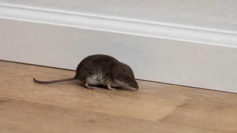 Musaraigne dans la maison près d'un mur